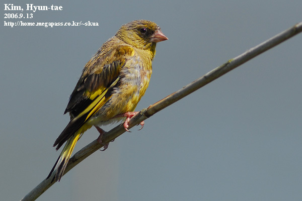 Grey-capped Greenfinch