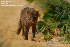 Prionailurus bengalensis