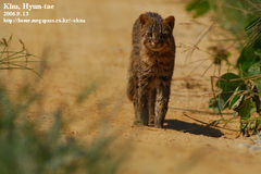 Prionailurus bengalensis