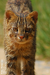 Prionailurus bengalensis