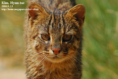 Prionailurus bengalensis