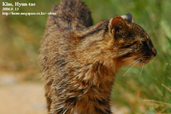 Prionailurus bengalensis