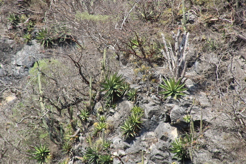 Agave calciphila