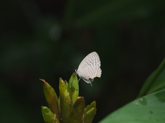 Jamides alecto dromicus