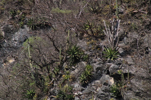 Agave calciphila