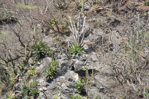 Agave calciphila