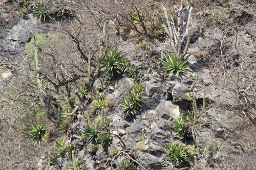 Agave calciphila