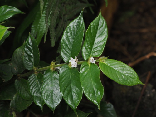 Lasianthus attenuatus iNat (3)