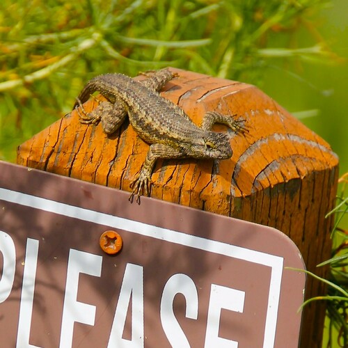 iNaturalist observation photo of Western Fence Lizard