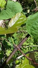 Cephalotes goniodontus