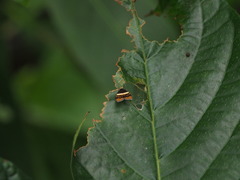 Choreutis xanthogramma