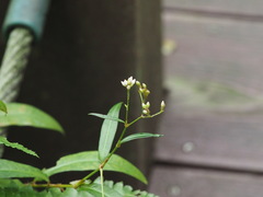 Persicaria dichotoma