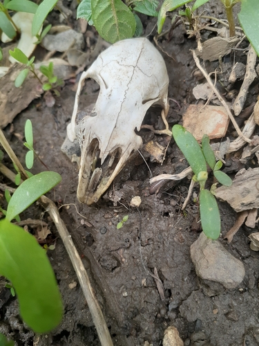 Eastern Cottontail photographed in New York