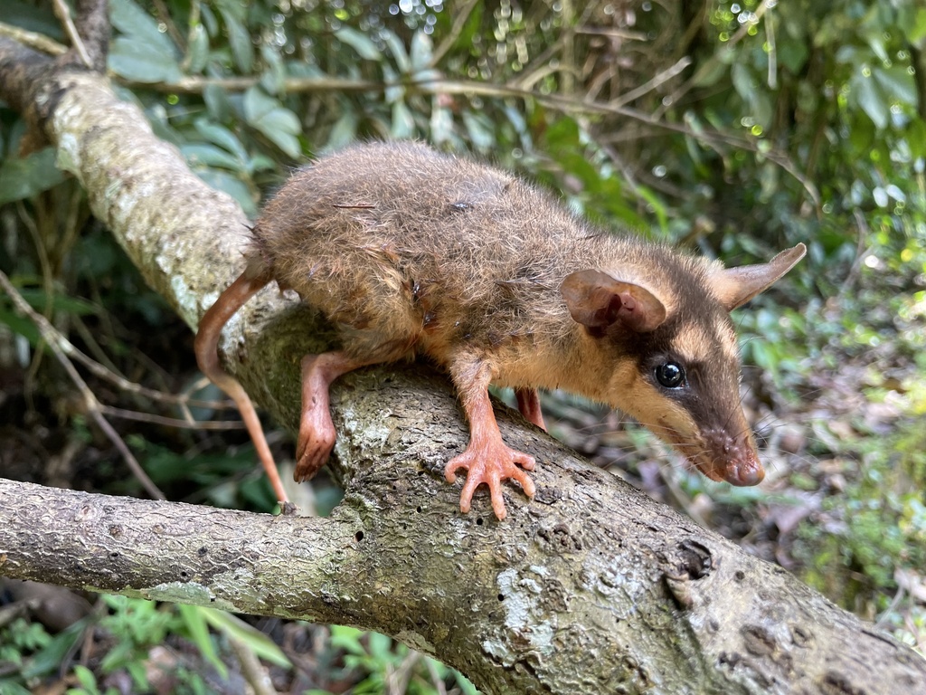 Brown Four-eyed Opossums