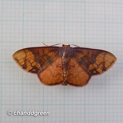 Metallaxis semipurpurascens