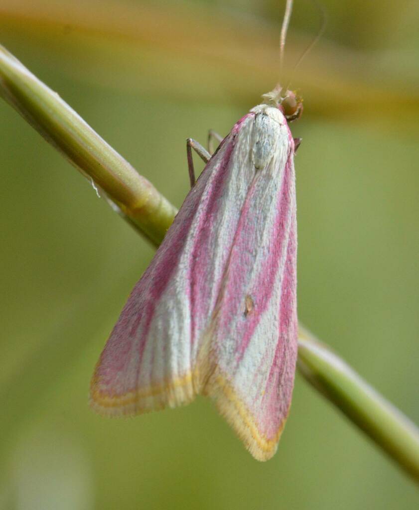 Eurhodope cruentella