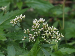 Eupatorium tashiroi