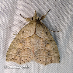 Olulis puncticinctalis