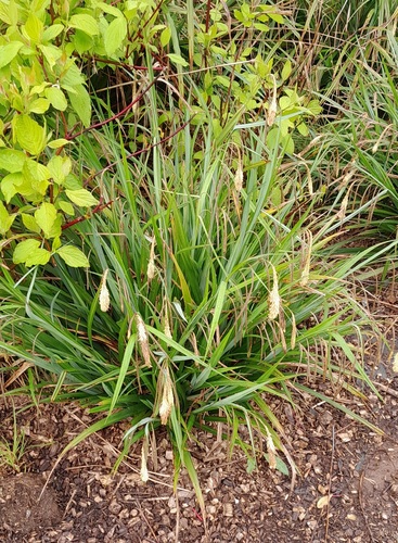 Hanging sedge