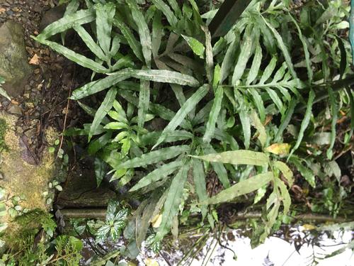 Colysis × leptophylla iNat (2)