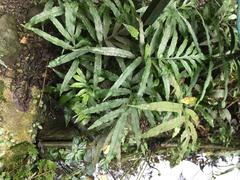 Leptochilus pothifolius