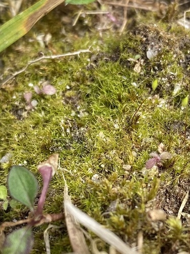 Trichodon cylindricus, 2023-04-27