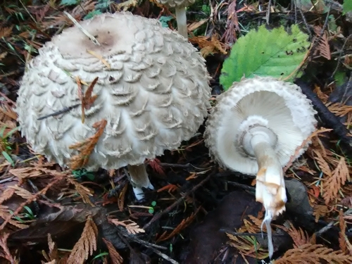Olive Shaggy Parasol