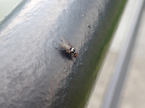 Anthomyia imbrida