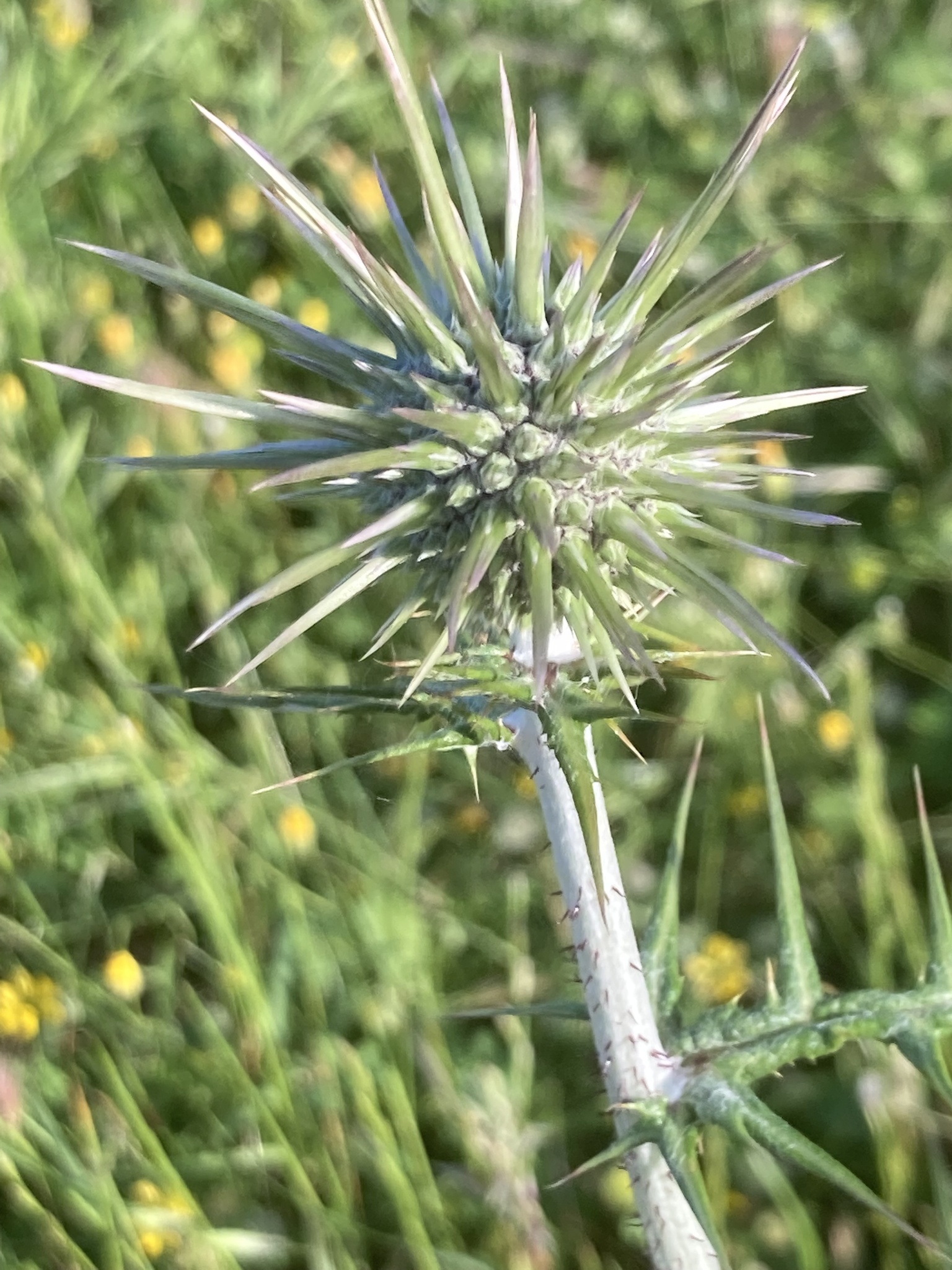 Echinops spinosissimus Turra