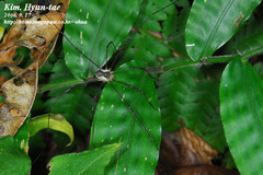 Oligolophus tienmushanensis