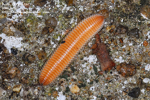 Polyzoniida