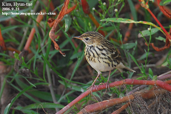 Pechora Pipit