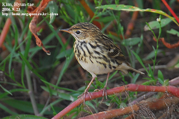 Pechora Pipit