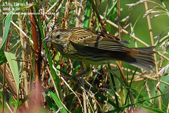 Emberiza rutila