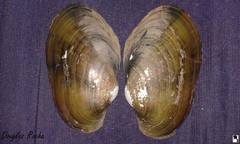 Anodontites trapesialis