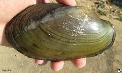 Anodontites trapesialis