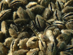 Microlipophrys canevae