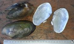 Anodontites trapesialis