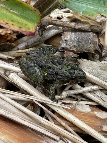 Northern Cricket Frog photographed in Delaware