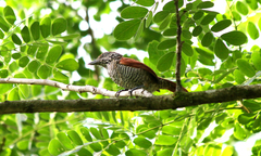 Thamnophilus multistriatus