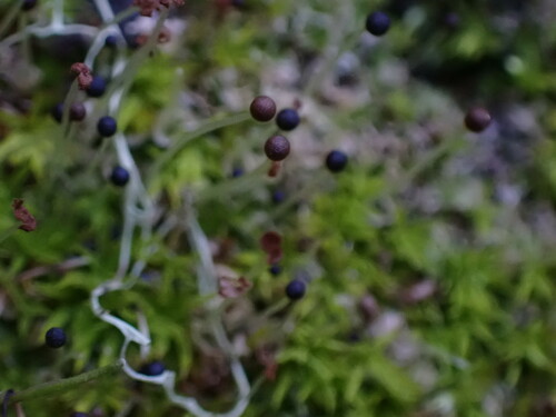Long-bristled Frillwort (Fossombronia longiseta)