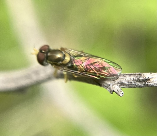 iNaturalist observation photo of Margined Calligrapher