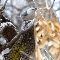 Sitta carolinensis nelsoni