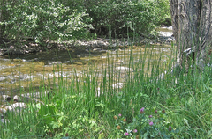 Equisetum laevigatum