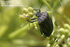 Graphosoma rubrolineatum