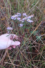 Symphyotrichum novi-belgii novi-belgii