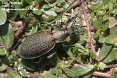 Carabus smaragdinus