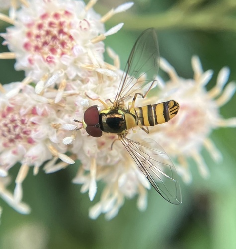 iNaturalist observation photo of Oblique Streaktail