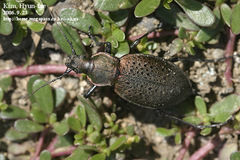 Carabus smaragdinus