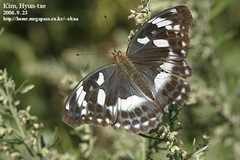 Argynnis sagana